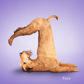 20 Minutes of Yoga a Day