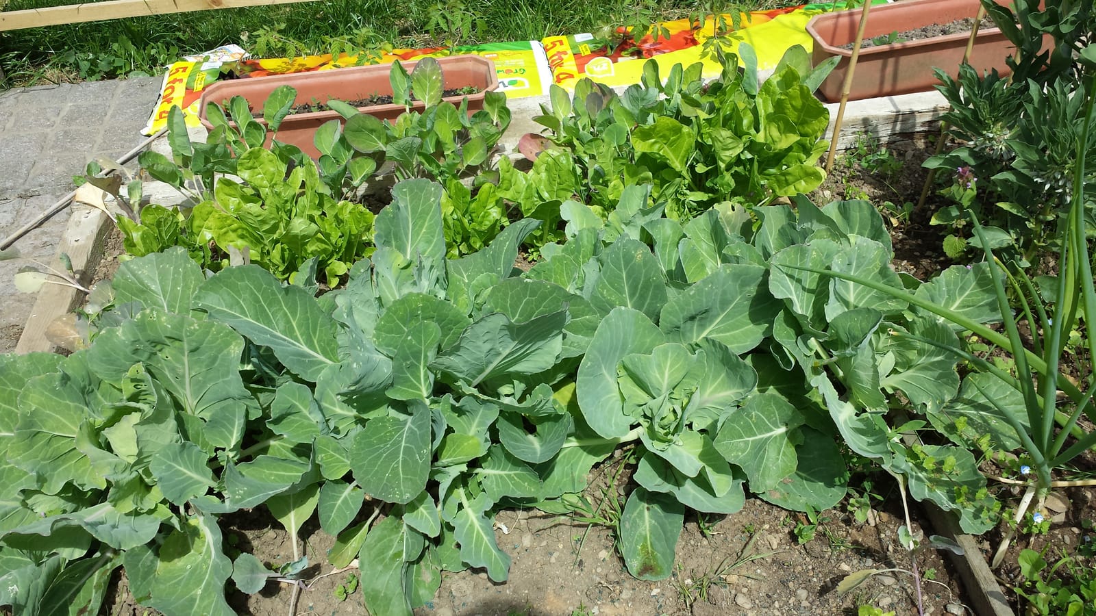 How to make raised beds cheaply