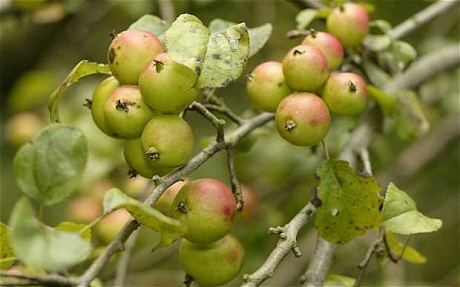 Crab Apples